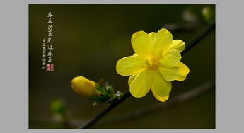 春天里的其他花卉