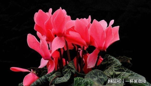 仙客来缺水怎么办