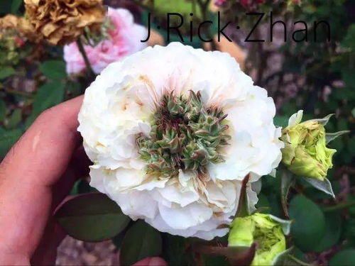 惯与惊喜月季的浅粉花瓣，咋个就那么淡雅呢？