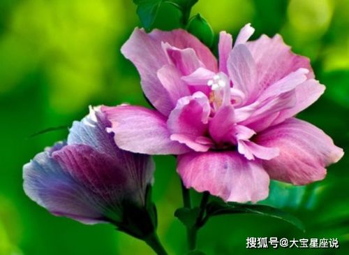 木槿花语中的深情与美好是如何传承至今