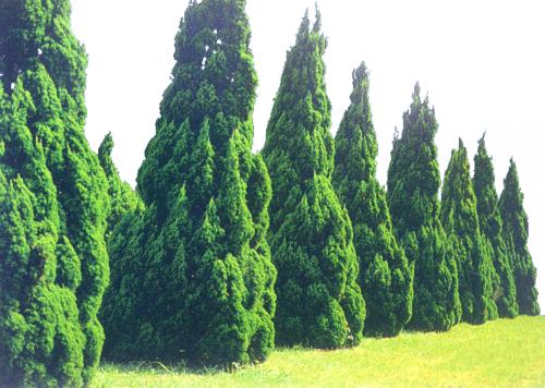松柏适合种植在哪些特点的院子里？需要注意哪些生态绿化空间打造细节