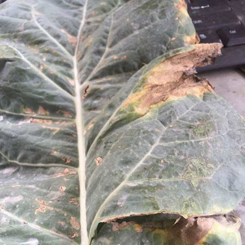 苯醚甲环唑和喹啉铜混用：烧苗风险大不大？