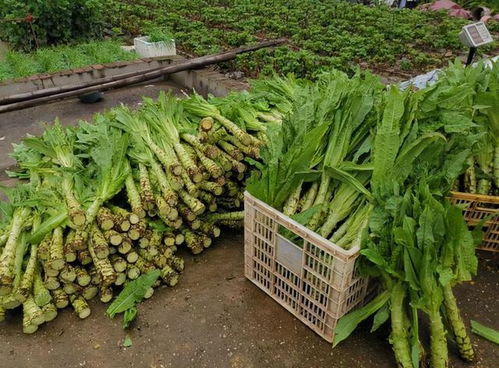 土地租赁费用：土地租赁费用在1000元至3000元之间