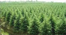 雪松小苗使用水溶肥的探讨