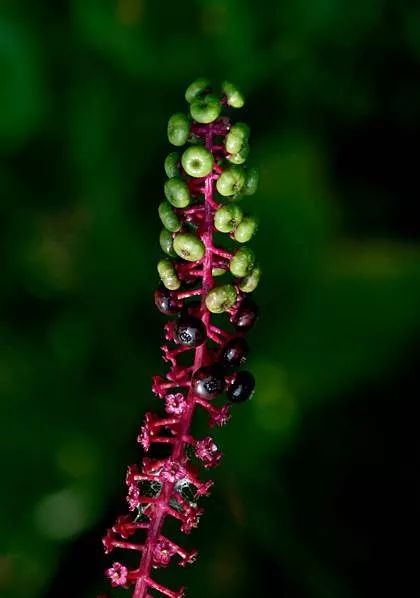 公园里的美丽陷阱：这些有毒植物你认识吗？