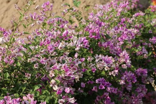 四月冷热交替中的耐寒花卉：二月兰、 郁金香、雏菊