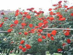 御用马车月季的美丽与坚韧