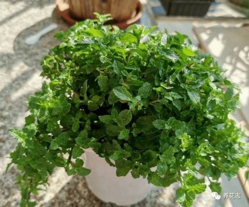 薄荷的修剪技巧