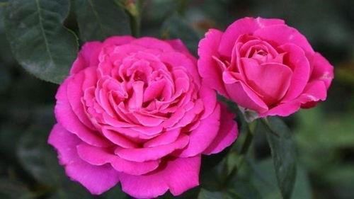 修剪得当， 月季开花的“美容师”