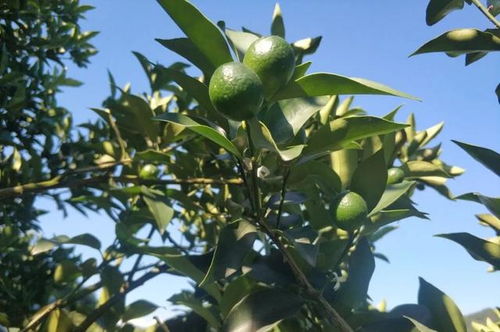 猫眼茱萸夏天施肥，如何选择合适的肥料