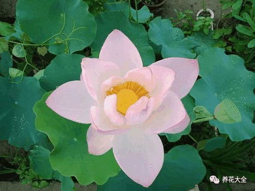 那些花儿， 那些泡水喝的宝贝