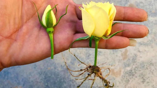 玫瑰花剪枝， 别有洞天