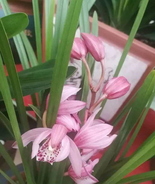 兰花移盆根部，如何避免损伤