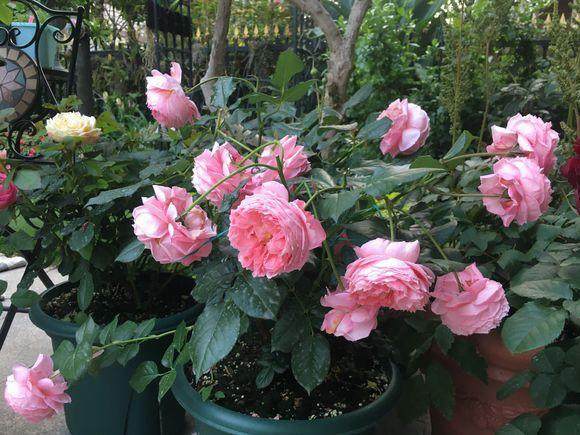 一、月季的魅力