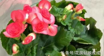 丽格海棠的生长环境