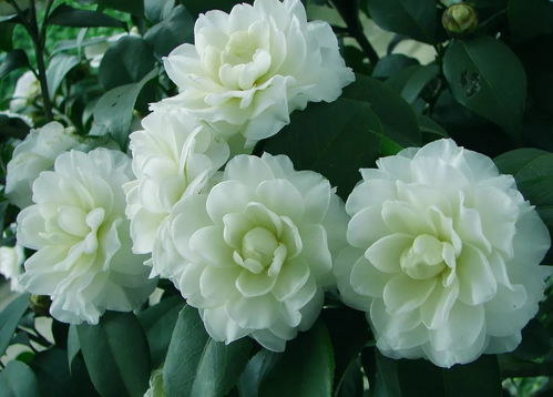 山茶花，常绿灌木