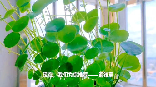 铜钱草的养护小贴士