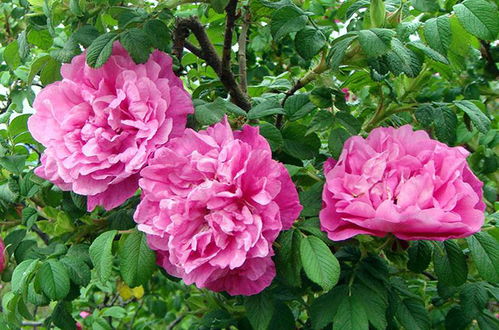 月季花，美得如诗如画