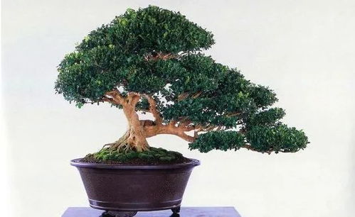 柏树盆景：家居的绿色风景线