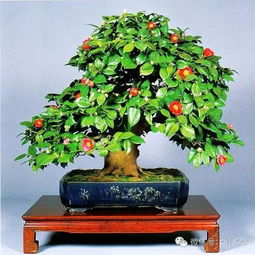 茶花盆景造型，如何巧妙构思