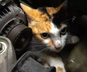 猫咪与杀虫剂的敏感关系