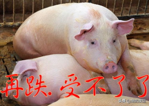 赤峰今天肥猪价格和生猪价格分别是多少？有没有具体到每斤的价格信息？
