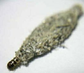 家里衣蛾泛滥，有没有什么杀虫剂能有效杀衣蛾，还能保证衣物不受损害？