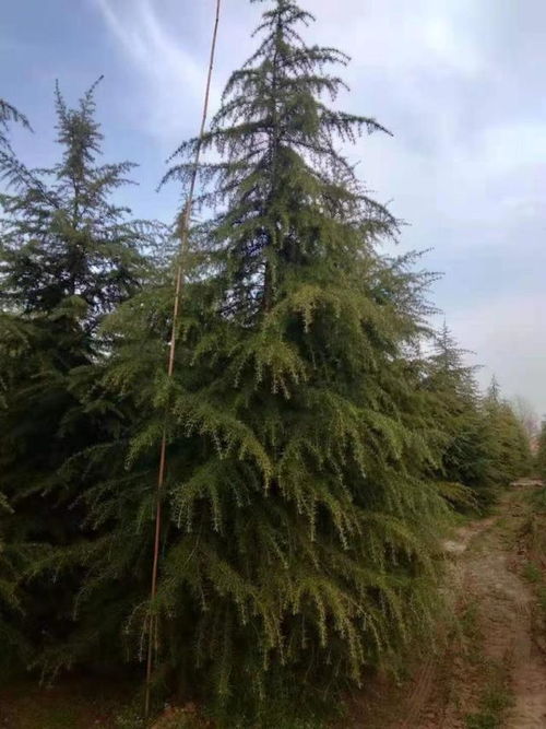 驻马店雪松的辉煌与落寞