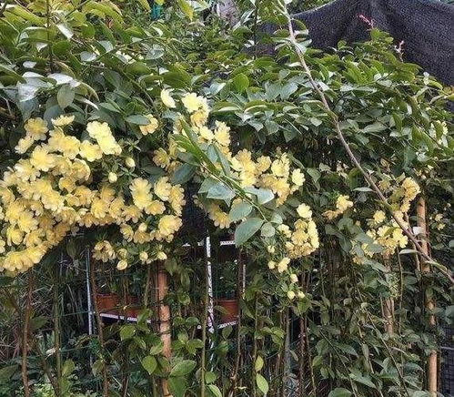 仙人球的多样繁殖方式揭秘