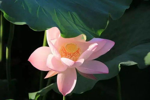 盆栽荷花夏天如何养护？如何让荷花在炎炎夏日绽放