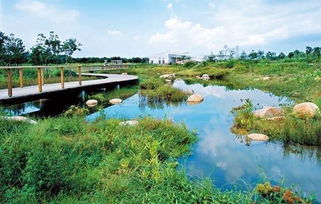 江南河边湿地植物，省钱密码还是神秘符咒？