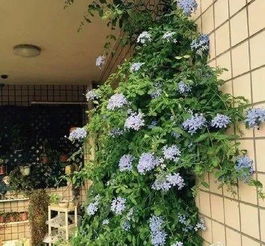 十月的花园， 色彩斑斓的画卷