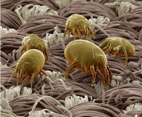 螨虫威：专治螨虫，作物保护的神器