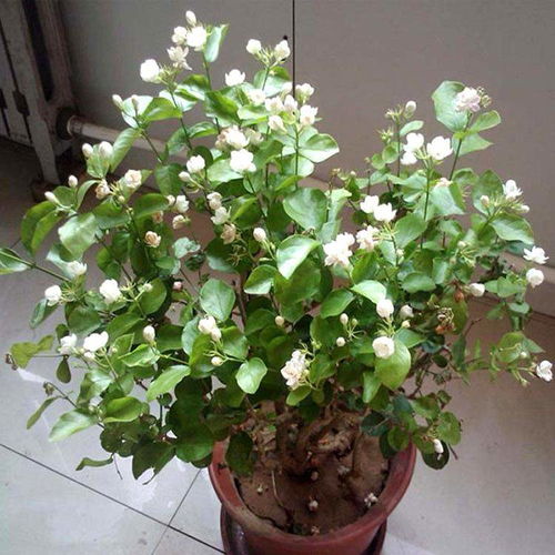 茉莉花：阳光充足， 花开美丽