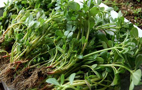“野菜之王，你识得几种