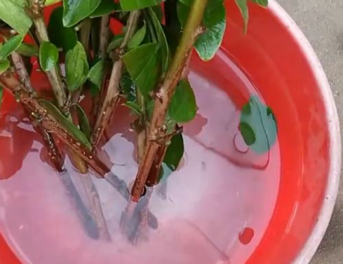 快速生根剂需按说明书稀释后，涂抹或浸泡植物根部