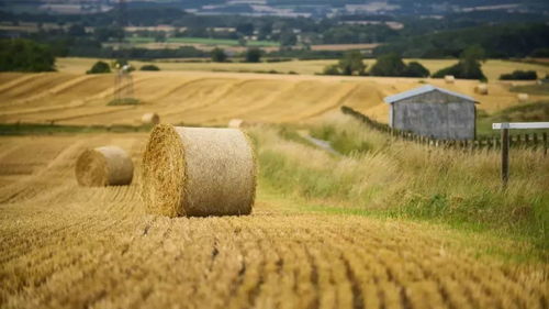 全球农业的挑战：虫害的威胁