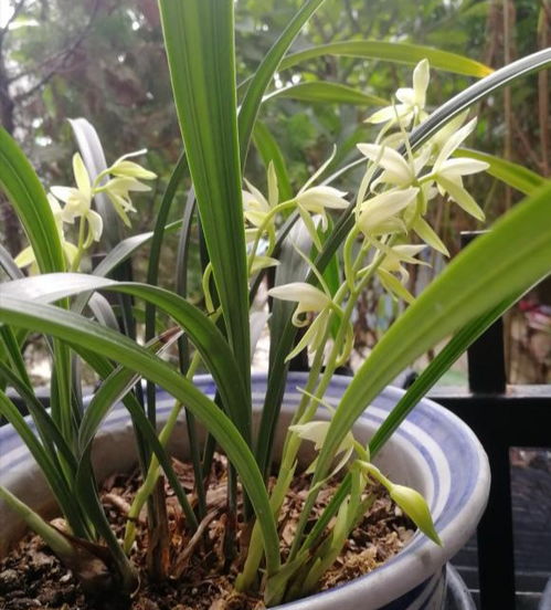 兰花：气质高雅， 品味非凡