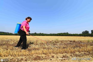 如何避免药害？