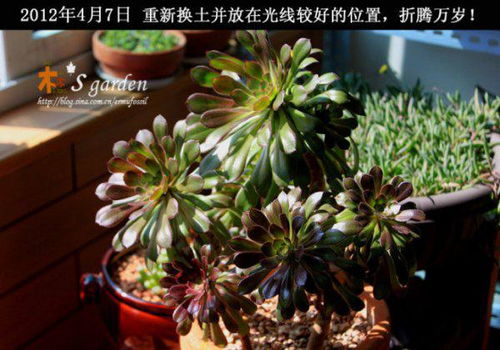 多肉生黑色虫子怎么办？如何有效清除