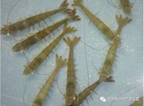 养殖虾饲料中真的含有毒物质吗？如何识别三大隐患并有效科学防控？