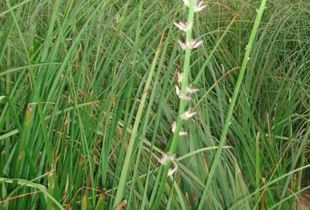 知母苗一斤大约有多少棵？种植前选苗注意事项有哪些？