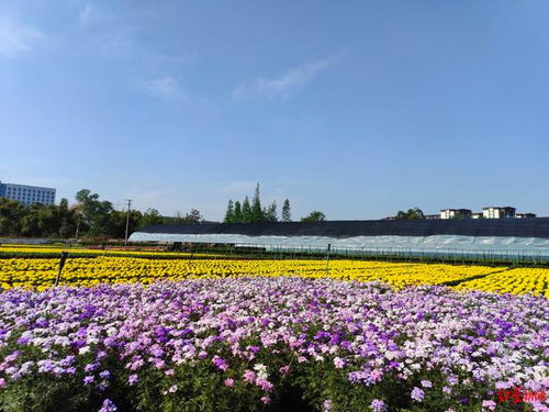 苗圃里的花花草草