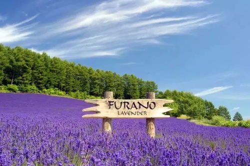 干旱之地，花海盛开？