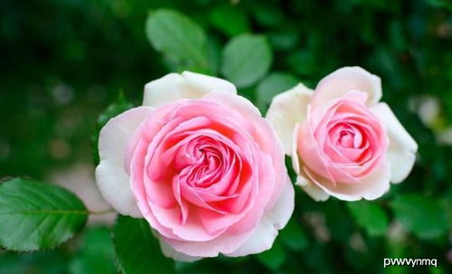 芬芳宝石：紫色与奶油白的优雅邂逅