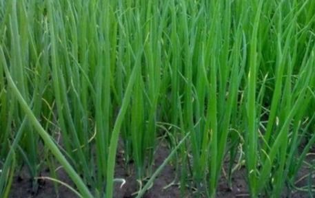 种植菲黄葱时葱叶发黄是什么原因导致的？