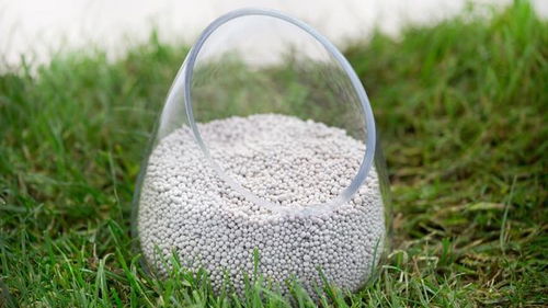 种玫瑰花，肥料选择大揭秘！