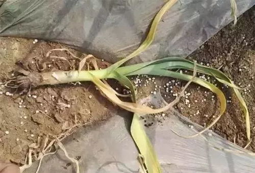 苯甲环唑是个啥？