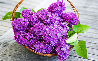 丁香花过冬全攻略中，如何确保丁香花在寒冷冬天依然绽放美丽花朵