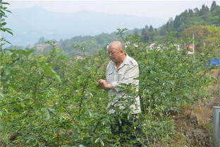 三、 延迟采收，柚子保鲜120天